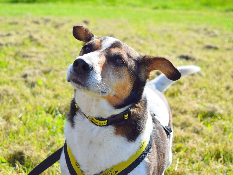 Jack Russells for sale in Uxbridge, London