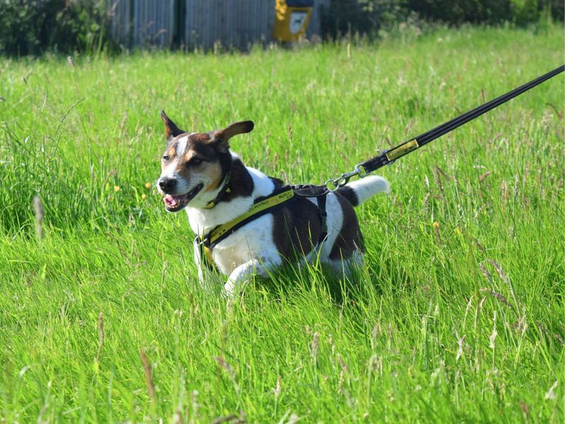 Jack Russell Puppies for sale