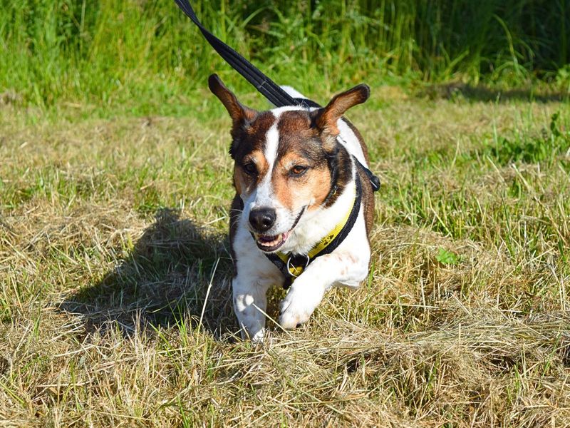 Spud | Terrier (Jack Russell) | Harefield West London - 1