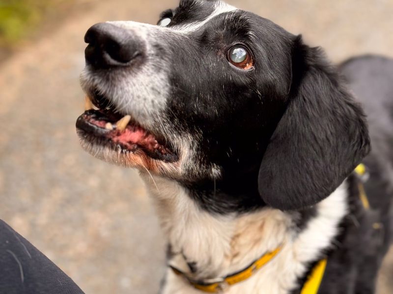 Border Collies for sale in Mid Glamorgan, Wales