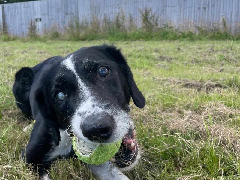 Adopt a Collie (Border) Cross Rescue Dog | Jazz | Dogs Trust