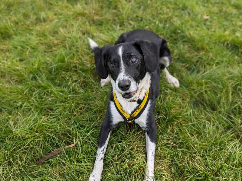 Jazz | Collie (Border) Cross | Bridgend (Wales) - 1