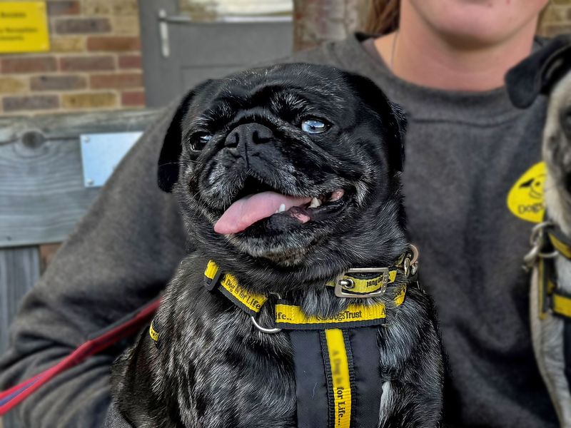 Neela | Pug | Basildon (Essex) - 1