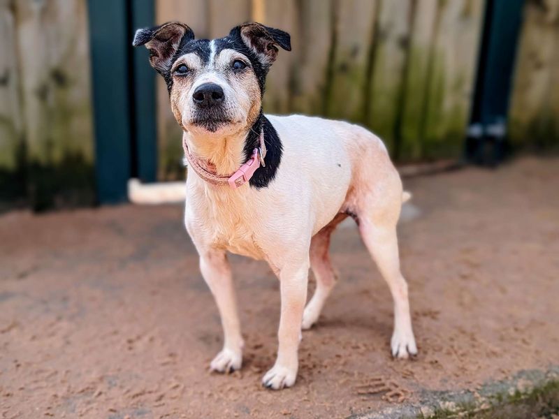 Jack Russell Puppies for sale in Glamorgan