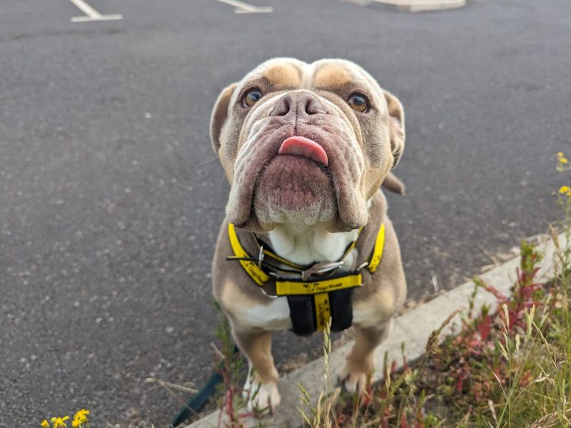 Bulldog Puppies for sale