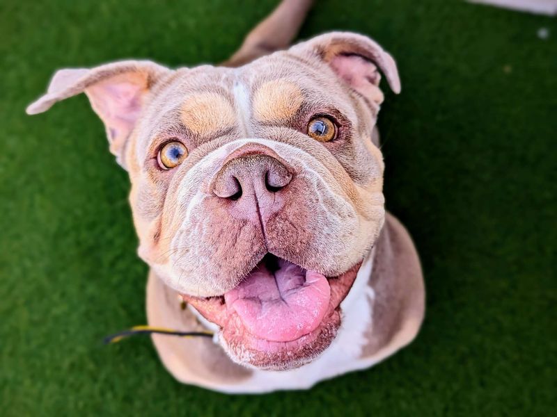 English Bulldogs for sale in Cardiff, Glamorgan