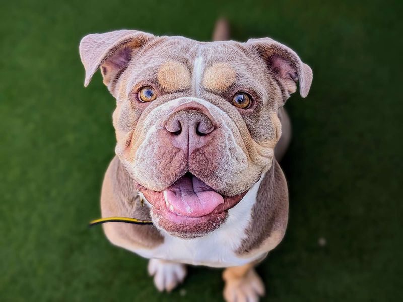 Bulldog Puppies for sale in Glamorgan