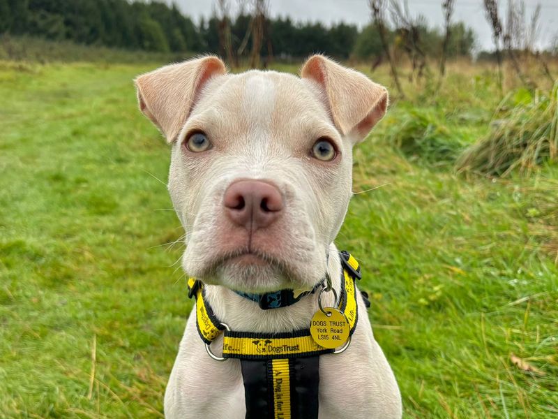 Nero for sale in Leeds, Yorkshire