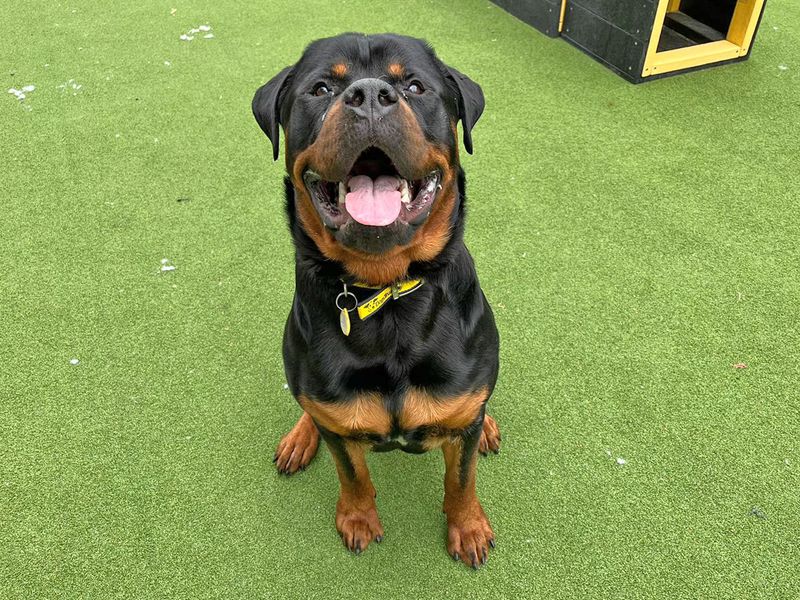 Branston | Rottweiler | Canterbury - 1