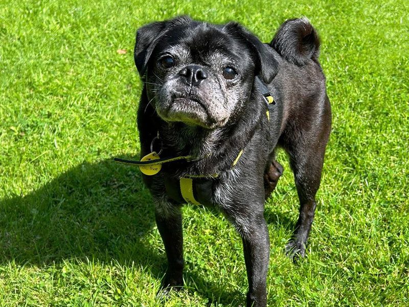 George for sale in Liverpool, Merseyside - Image 1