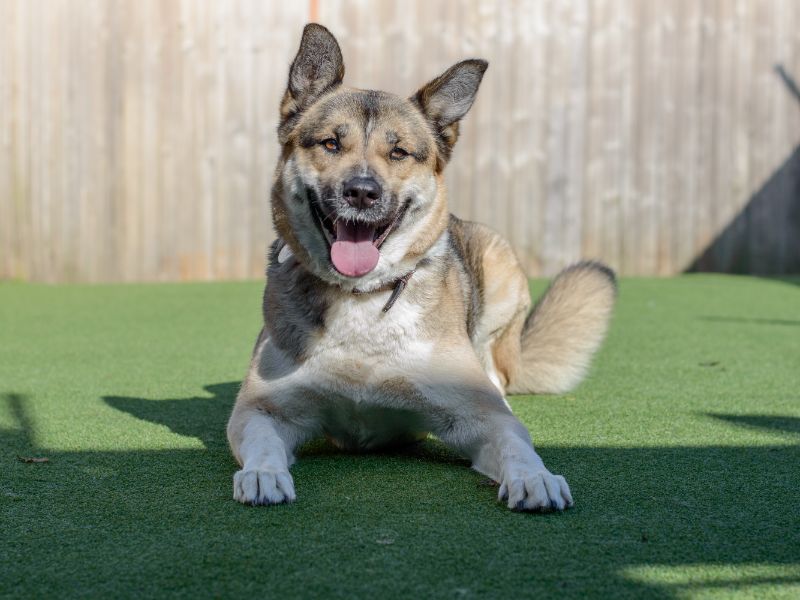 German Shepherd Puppies for sale in Warks