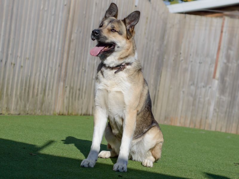 German Shepherd Puppies for sale