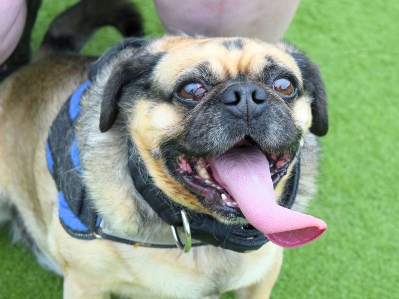 Leo | Pug Cross | Harefield West London - 1