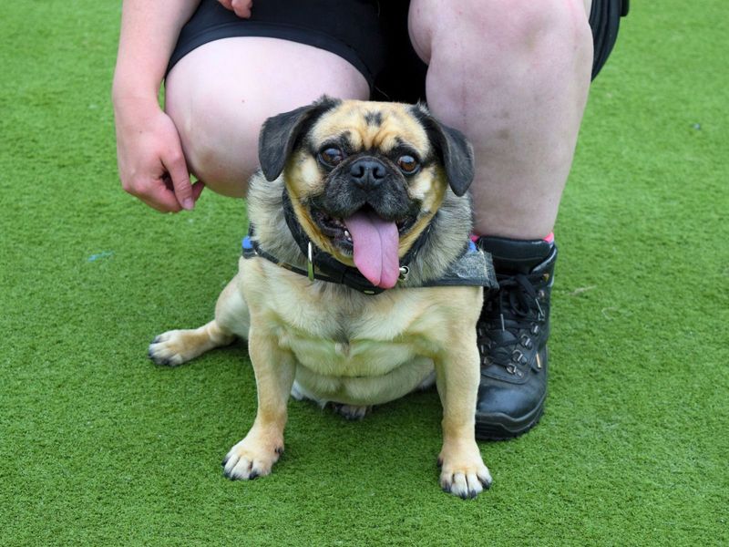 Pugs for sale in Uxbridge, London