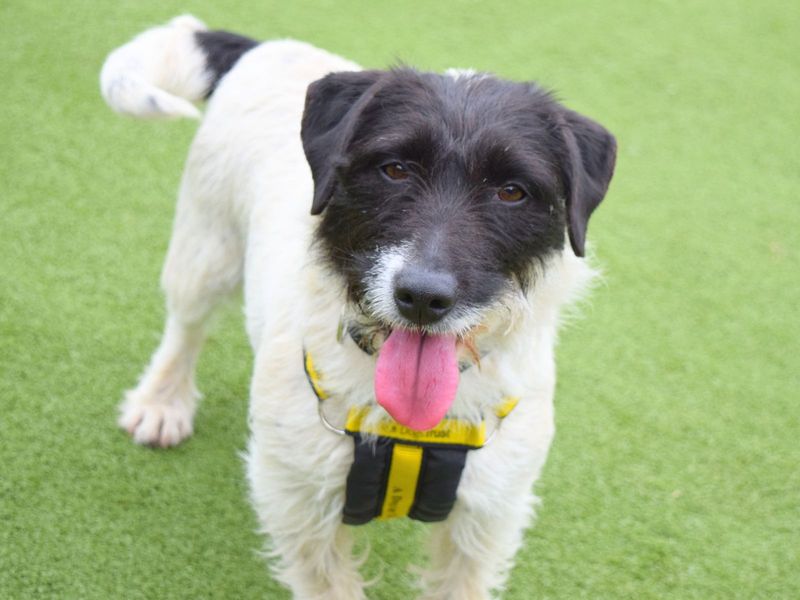 Jack Russells for sale in Uxbridge, London