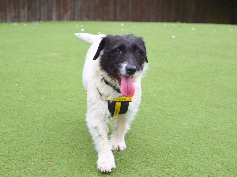 Jack Russell Puppies for sale in London