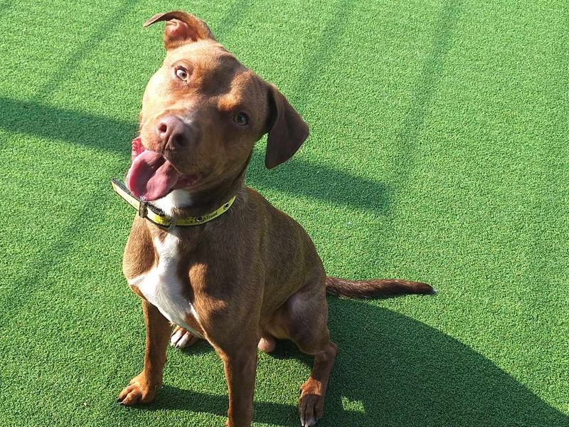 Joey pup | Terrier (Staffordshire Bull) Cross | Salisbury (Wiltshire) - 1