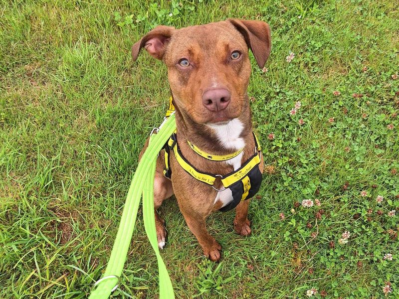 Joey pup for sale in Newton Tony, Wiltshire