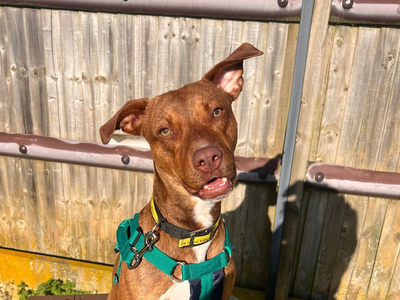 Joey pup | Terrier (Staffordshire Bull) Cross | Salisbury (Wiltshire) - 1