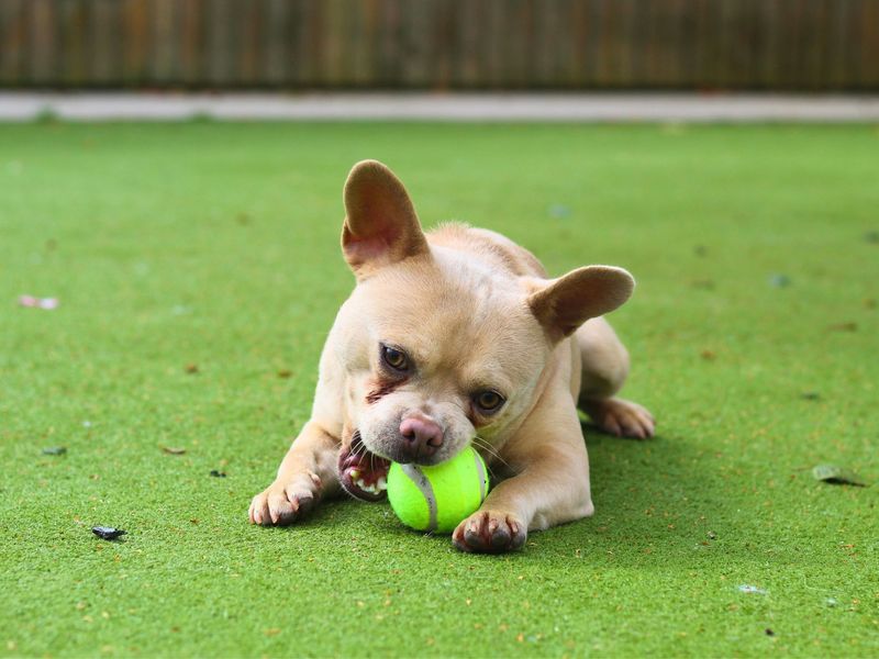 Benny | French Bulldog Cross | Manchester - 1