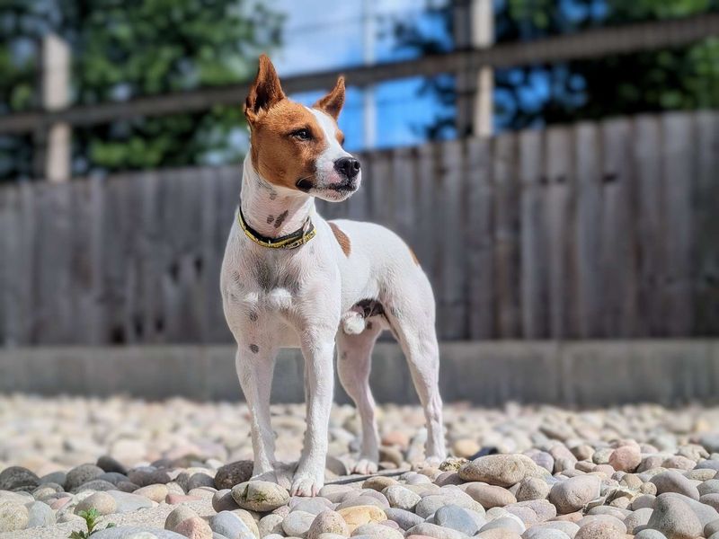 Duster | Terrier (Jack Russell) | Cardiff - 1