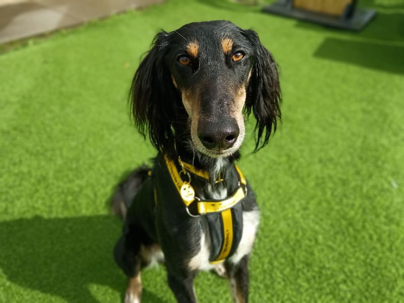 Lucas Longlegs | Saluki | West Calder (Edinburgh) - 1