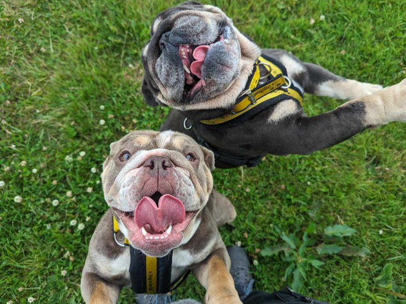 Bulldog Puppies for sale in Wales