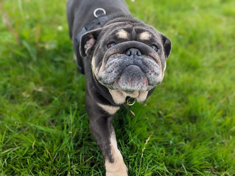 English Bulldogs for sale in Mid Glamorgan, Wales