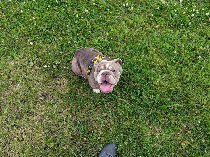 Bulldog Puppies for sale in Wales