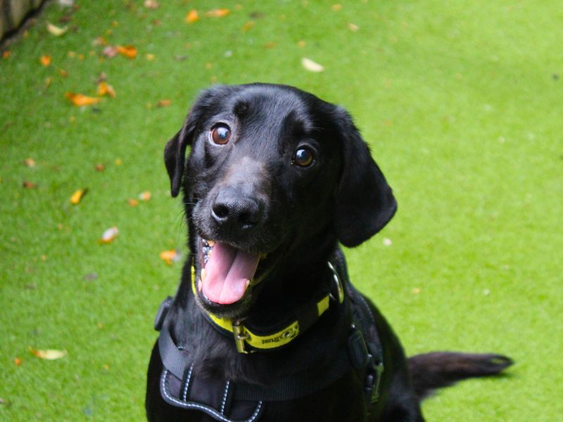 Bentley | Retriever (Labrador) | Manchester - 1