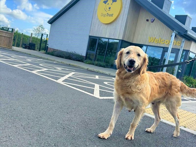 Golden Retriever Puppies for sale in Co Antrim