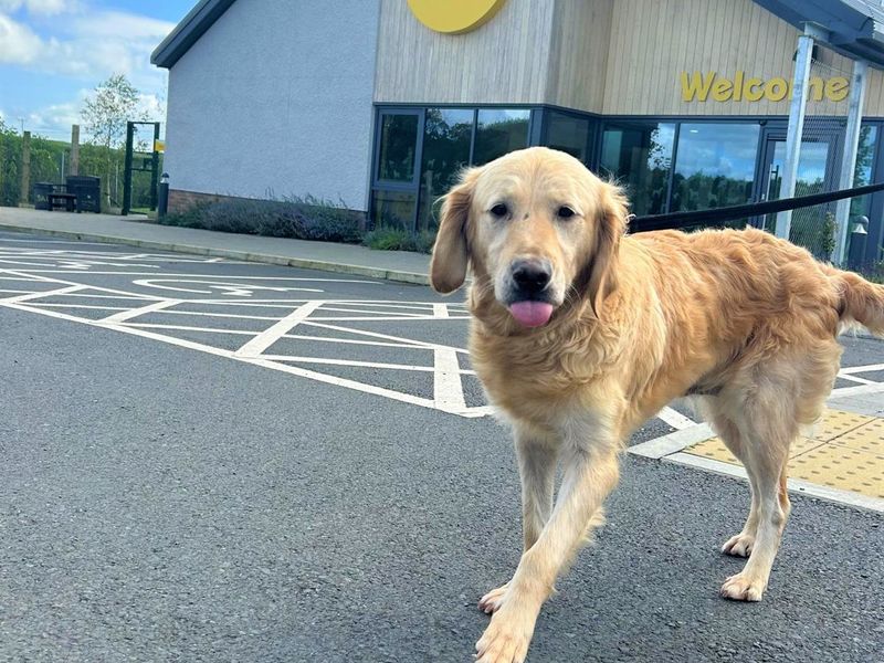 Golden Retrievers for sale in Ballymena, Co Antrim