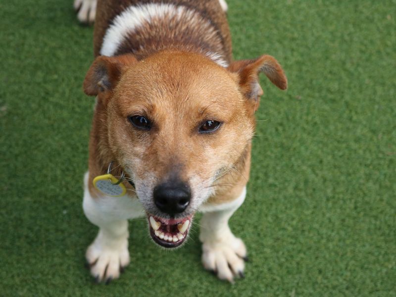 Adopt a Terrier (Jack Russell) Rescue Dog | Crumbs | Dogs Trust