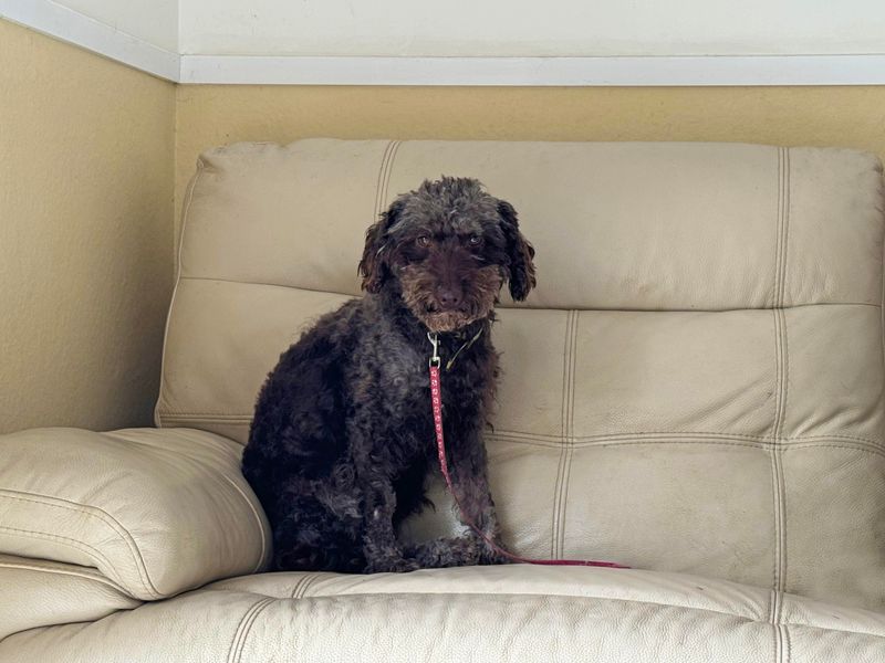 Mel | Poodle (Miniature) | Basildon (Essex) - 1