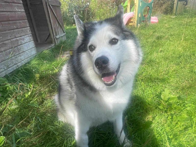 Marley for sale in Mid Glamorgan, Wales