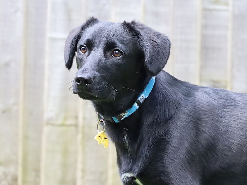 Cocker Spaniels for sale in Leeds, Yorkshire