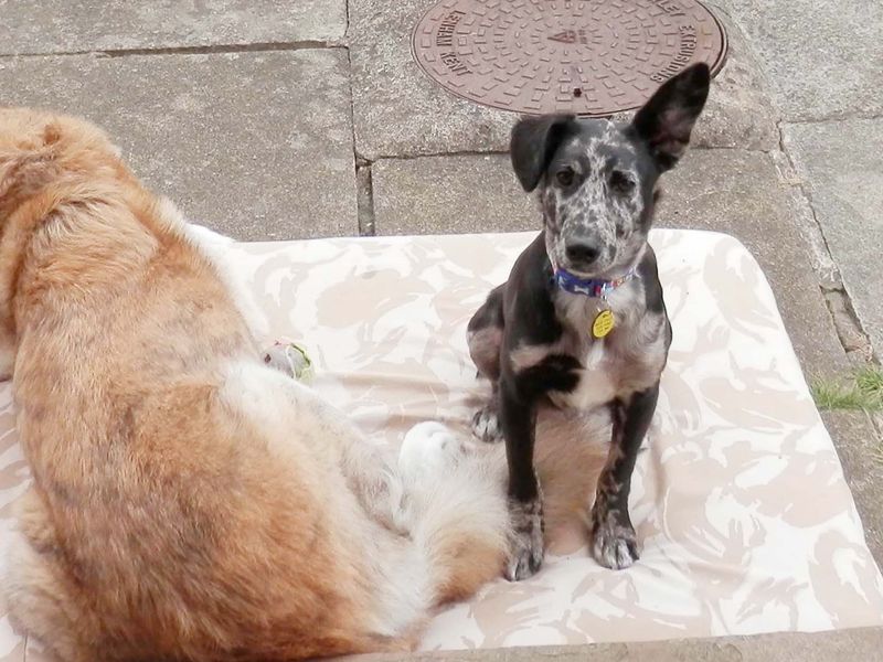 Cocker Spaniel Puppies for sale in Yorkshire