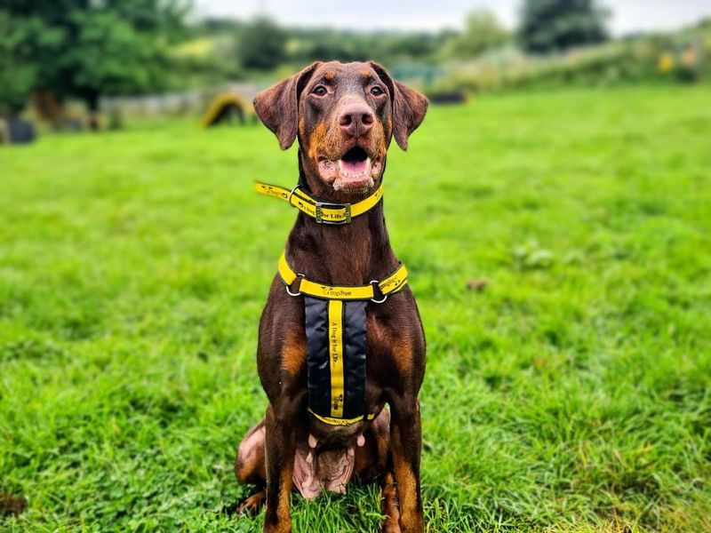 Doberman Puppies for sale