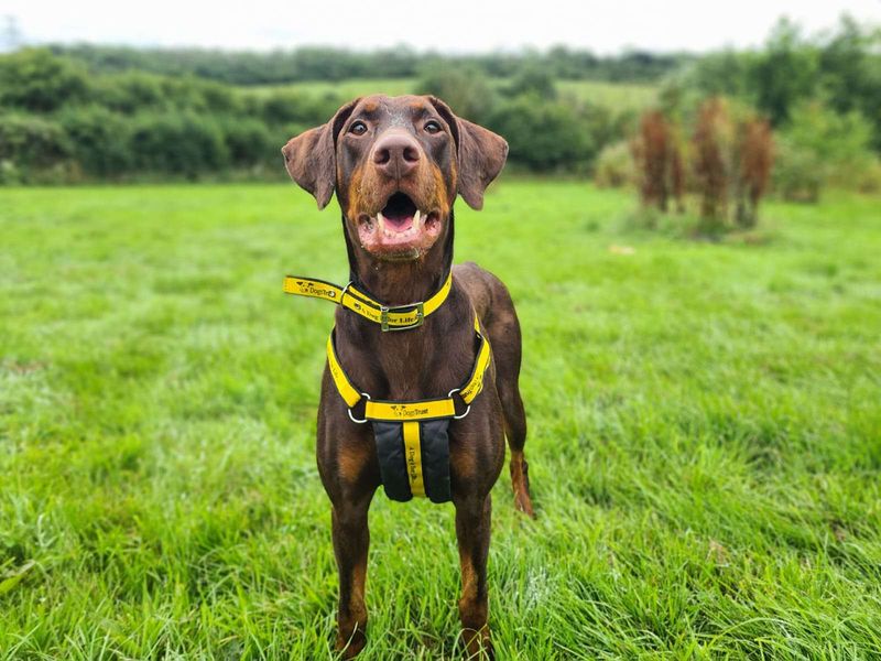 Dobermans for sale in Cardiff, Glamorgan