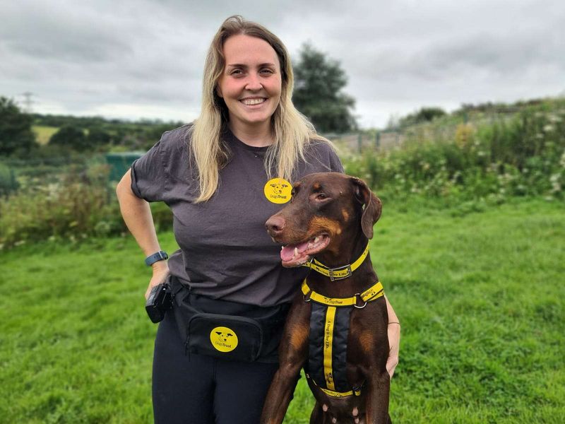 Adopt a Dobermann Rescue Dog | Slinky | Dogs Trust