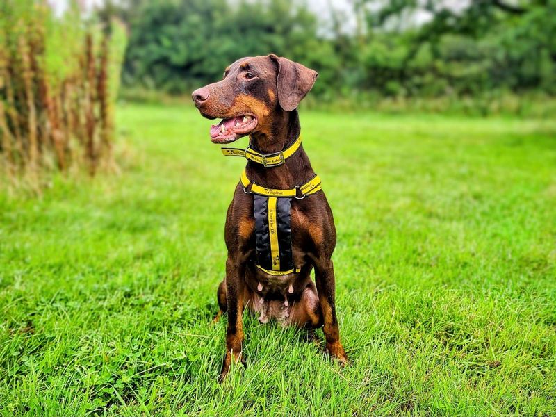 Doberman Puppies for sale in Glamorgan