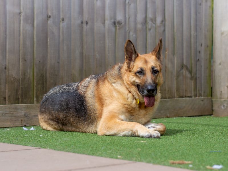 German Shepherd Puppies for sale