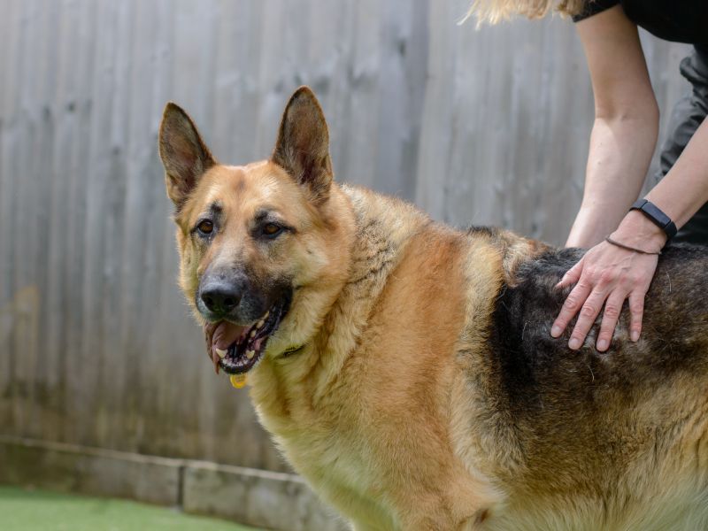 German Shepherds for sale in Kenilworth, Warks