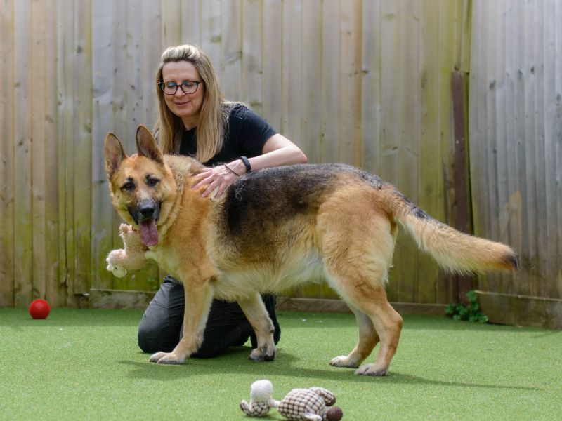 German Shepherd Puppies for sale in Warks