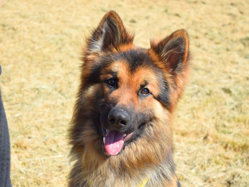 Junior | German Shepherd Dog | Harefield West London - 1