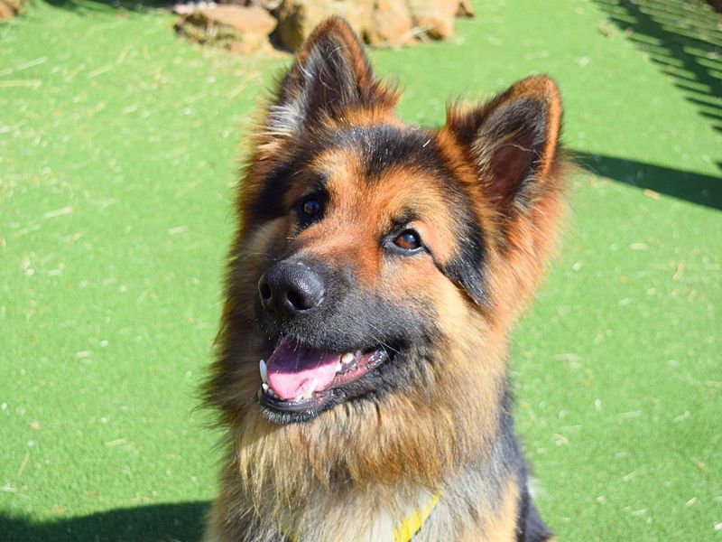 Adopt a German Shepherd Dog Rescue Dog Junior Dogs Trust