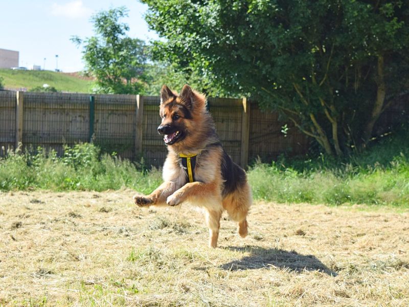 German Shepherd Puppies for sale