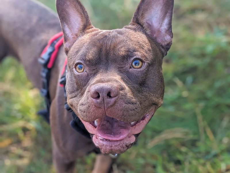 Scooter | French Bulldog Cross | Basildon (Essex) - 1