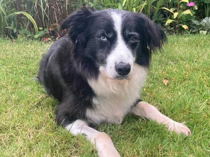 Suzey | Collie (Border) | Newbury (Berkshire) - 1