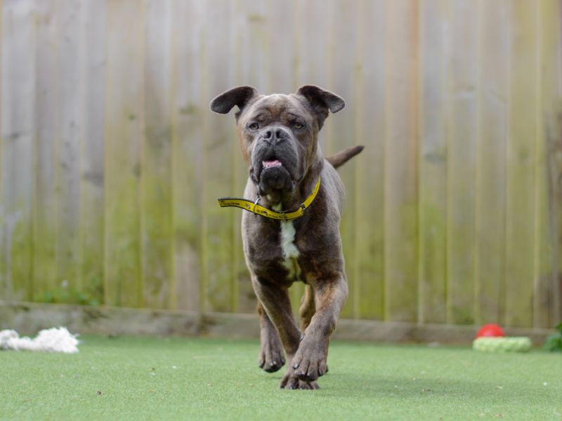 Bulldog Puppies for sale in Warks